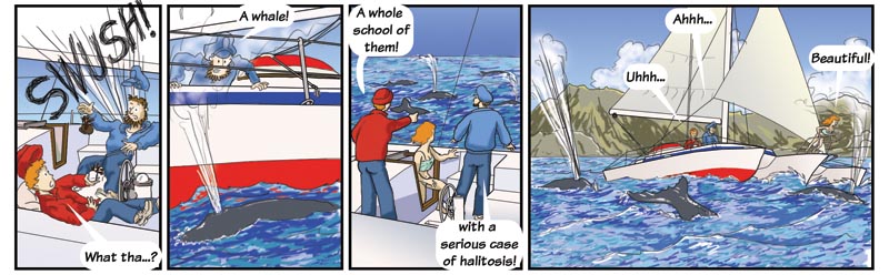 whales come to greet us